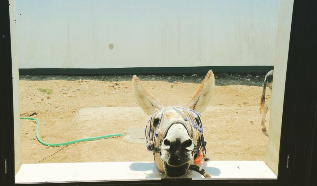 Corfu Donkey Rescue, Corfu